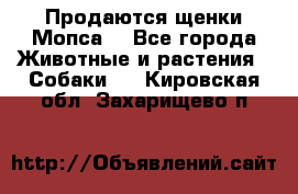 Продаются щенки Мопса. - Все города Животные и растения » Собаки   . Кировская обл.,Захарищево п.